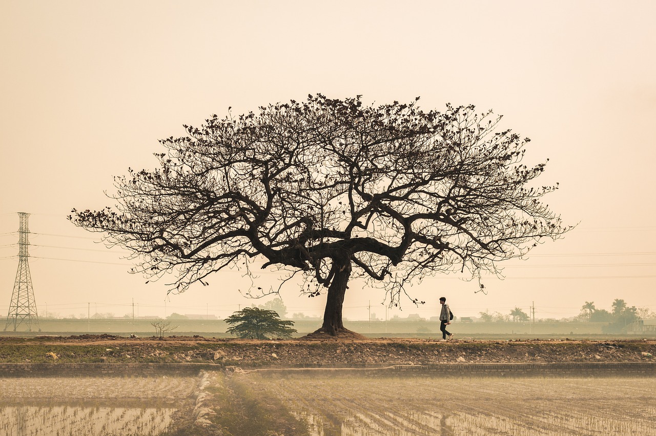 Photo of the Month Winner: Silhouette of a large, bare tree against a golden sky reflected in water, with a person walking beneath the tree (Category: Landscape)